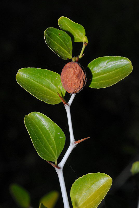 Islam.ms - arbre jujubier